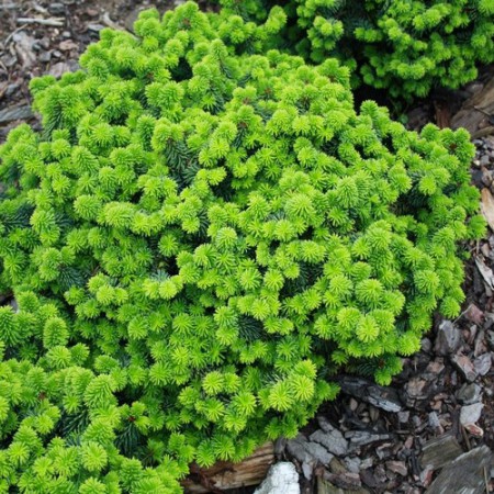 Abies balsamea "Nana" - jedľa balzamová